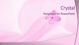  Presentation with hydrangea - Beautiful PPT layouts featuring pinkish - pink background with hydrangea flower backdrop and a pink colored foreground