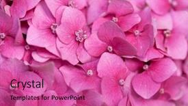  Presentation with hydrangea - Presentation theme with pinkish - pink hydrangea close up background and a coral colored foreground