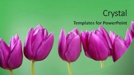  Presentation with pink green - Theme with pinkish - pink tulips flowers background and a seafoam green colored foreground