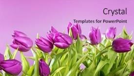  Presentation with pink flowers - PPT layouts having pinkish - tulips pink flowers pink studio background and a lavender colored foreground