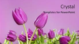  Presentation with drawing of pink lotus flower - Presentation theme enhanced with pinkish - tulips pink flowers pink studio background and a lilac colored foreground