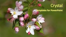  Presentation with apple tree golden - Presentation theme featuring pinkish blossoms on the branch background and a  colored foreground