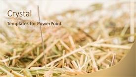  Presentation with managemen - Amazing PPT theme having pins needles - needle in a haystack saying backdrop and a lemonade colored foreground