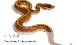  Presentation with python - PPT theme having pinstripe-ball-python-python-regius background and a white colored foreground