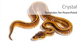  Presentation with python - PPT theme featuring pinstripe-ball-python-python-regius background and a white colored foreground