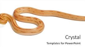  Presentation with corn - Presentation having pinstriped albino corn snake pantherophis background and a white colored foreground
