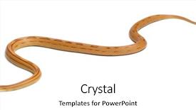  Presentation with albino eye - Amazing PPT theme having pinstriped albino corn snake pantherophis backdrop and a white colored foreground