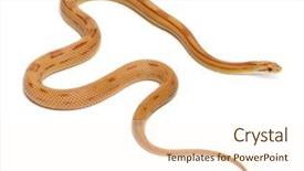  Presentation with corn - PPT theme with pinstriped albino corn snake pantherophis background and a cream colored foreground