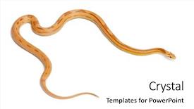  Presentation with corn - Audience pleasing PPT theme consisting of pinstriped albino corn snake pantherophis backdrop and a white colored foreground