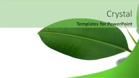  Presentation with rubber plant - Audience pleasing presentation theme consisting of pipal-rubber-plant-leaves backdrop and a seafoam green colored foreground