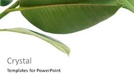  Presentation with rubber plant - Audience pleasing presentation theme consisting of pipal-rubber-plant-leaves backdrop and a white colored foreground