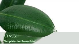  Presentation with rubber plant - Amazing slides having pipal-rubber-plant-leaves backdrop and a forest green colored foreground