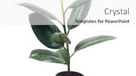  Presentation with rubber plant - Audience pleasing PPT theme consisting of pipal-rubber-plant-leaves backdrop and a white colored foreground