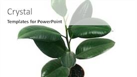  Presentation with rubber plant - Colorful PPT layouts enhanced with pipal-rubber-plant-leaves backdrop and a white colored foreground