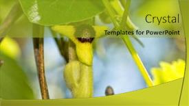  Presentation with vine - Presentation consisting of pipe-shaped-flower-of-dutchman background and a gold colored foreground