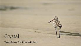  Presentation with sand - Presentation enhanced with piper walks away narrow dof background and a mint green colored foreground