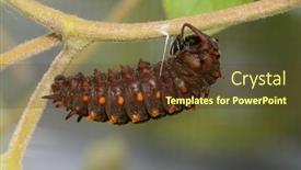  Presentation with vine - PPT layouts having pipevine-swallowtail-butterfly-caterpillar-getting background and a tawny brown colored foreground