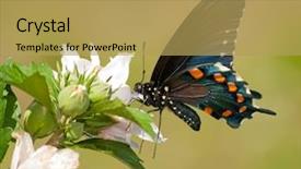  Presentation with hibiscus flower - Cool new presentation theme with pipevine swallowtail butterfly feeding backdrop and a yellow colored foreground