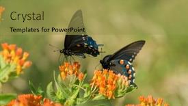  Presentation with orange butterfly - Presentation theme featuring pipevine-swallowtail-butterfly-feeding background and a  colored foreground