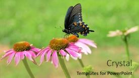  Presentation with purple butterfly - Slides enhanced with pipevine-swallowtail-butterfly-feeding background and a yellow colored foreground