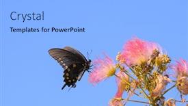  Presentation with pink silk - Slides with pipevine-swallowtail-butterfly-feeding and a light gray colored foreground