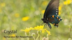  Presentation with wildflower meadow - Theme with pipevine swallowtail butterfly feeding background and a yellow colored foreground