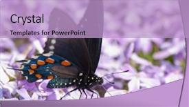  Presentation with purple butterfly - Audience pleasing PPT layouts consisting of pipevine swallowtail butterfly feeding backdrop and a light blue colored foreground
