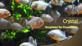  Presentation with tank - Theme with piranha fish background and a tawny brown colored foreground