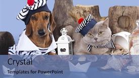  Presentation with dachshund - Amazing presentation theme having pirate theme - cat and dog dachshund backdrop and a teal colored foreground