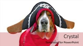  Presentation with pirate - Presentation consisting of pirates carribean party - basset hound dressed up background and a red colored foreground