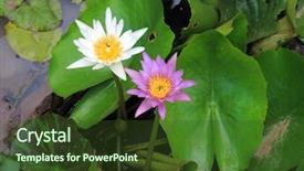  Presentation with lily lotus flower water - Cool new presentation theme with pirple lake - close up beautiful purple backdrop and a tawny brown colored foreground