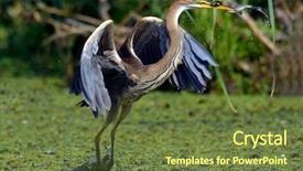  Presentation with echinacea purpurea eastern purple coneflower - Slide deck consisting of pirple lake - purple heron ardea purpurea background and a tawny brown colored foreground