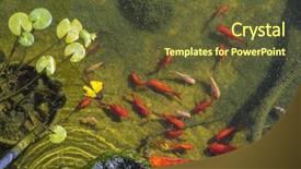  Presentation with goldfish - Theme with pisces - goldfish pond background and a tawny brown colored foreground
