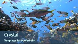  Presentation with fishes - Beautiful slide set featuring pisces - school of fishes vanikoro sweeper backdrop and a ocean colored foreground