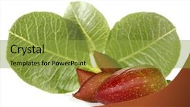  Presentation with green leaves - Cool new presentation design with pistachio-fruits-with-green-leaves backdrop and a gold colored foreground