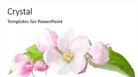  Presentation with apple tree golden - Beautiful presentation theme featuring pistil - blossoming apple tree branch isolated backdrop and a white colored foreground