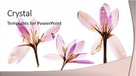  Presentation with blooming flower animated crocus - Audience pleasing PPT layouts consisting of pistil - dry crocus flowers backdrop and a white colored foreground