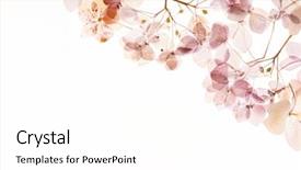  Presentation with white hydrangea - Slide deck consisting of pistil - dry hydrangea on the white background and a white colored foreground