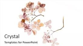  Presentation with hydrangea - Slide deck with pistil - dry hydrangea background and a white colored foreground