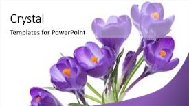  Presentation with blooming flower animated crocus - PPT theme having pistil - flowers of crocus isolated background and a white colored foreground