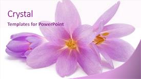  Presentation with lotus flower white water lily - Beautiful PPT theme featuring pistil - lilac crocus flowers isolated backdrop and a pink colored foreground