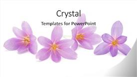  Presentation with white flowers - Slide deck with pistil - lilac crocus flowers isolated background and a white colored foreground