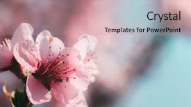  Presentation with pink flowers - Audience pleasing theme consisting of pistil - spring pink flowers backgrounds backdrop and a coral colored foreground