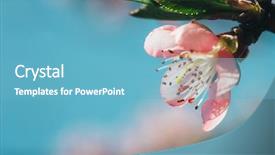  Presentation with pink flowers - Colorful PPT theme enhanced with pistil - spring pink flowers backgrounds backdrop and a light blue colored foreground