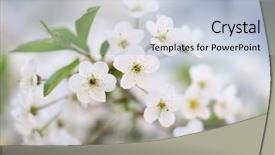  Presentation with spring tree - PPT theme consisting of pistil - spring tree flower nature composition background and a  colored foreground