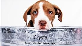  Presentation with pit bull - Cool new PPT layouts with tehnic - random access memory backdrop and a tawny brown colored foreground