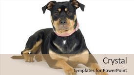  Presentation with american - Slides enhanced with pit bull - american staffordshire terrier 1 years background and a coral colored foreground