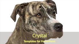  Presentation with native american community - Presentation theme featuring pit bull - american staffordshire terrier 18 months background and a tawny brown colored foreground