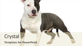  Presentation with pit bull - Colorful slides enhanced with pit bull - american staffordshire terrier 7 months backdrop and a lemonade colored foreground