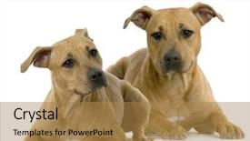  Presentation with native american dream cather - Presentation theme enhanced with pit bull - american staffordshire terrier hazel lying background and a coral colored foreground